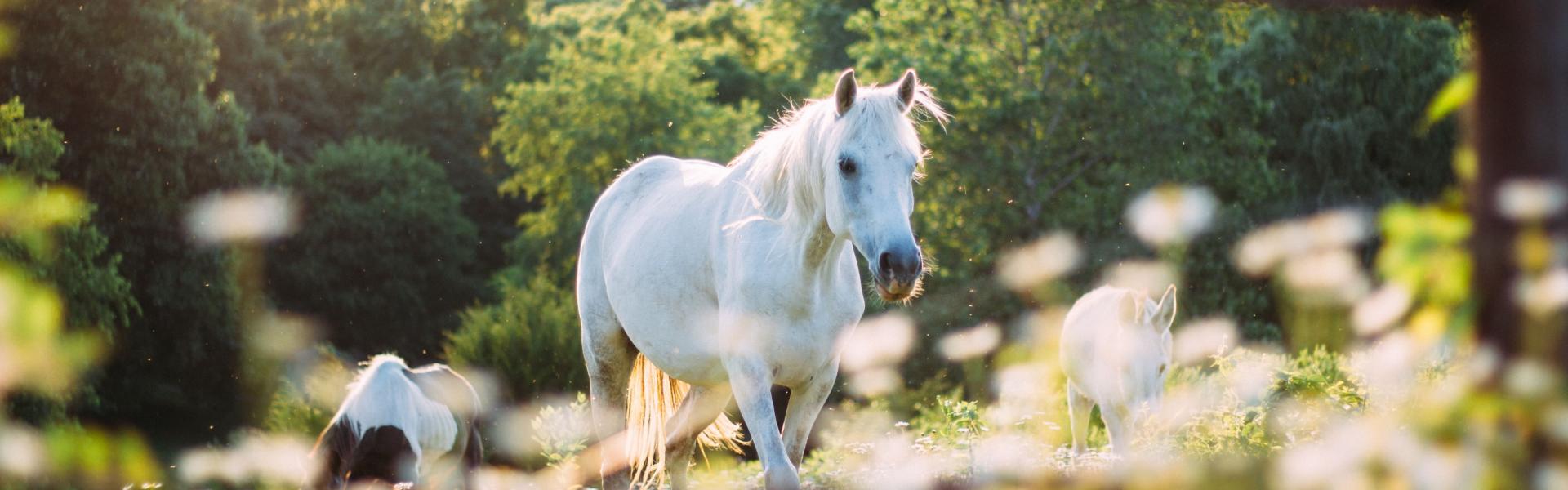 Horse-ball